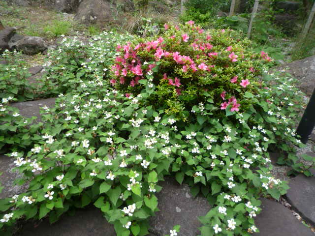 つつじとどくだみの花H23.6.7.JPG つつじとどくだみの花H23.6.7.JPG