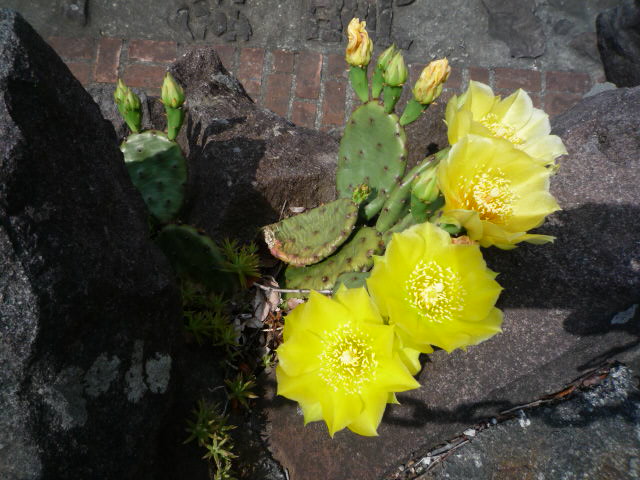 サボテンの花.JPG サボテンの花.JPG