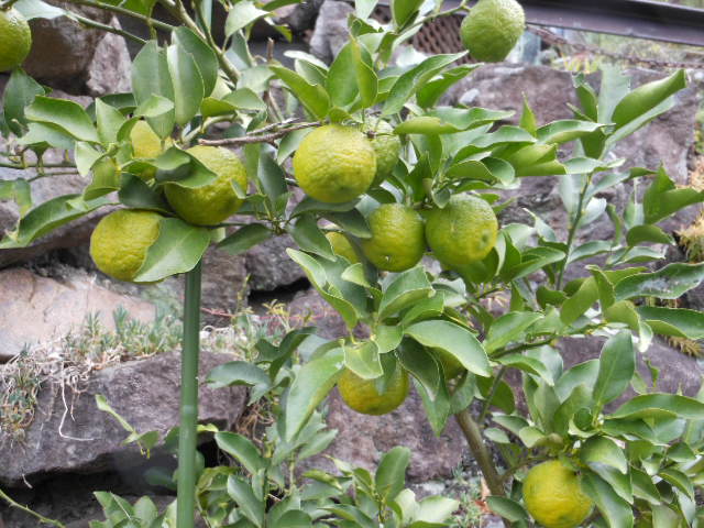 色ずき始めた柚子.JPG 色ずき始めた柚子.JPG