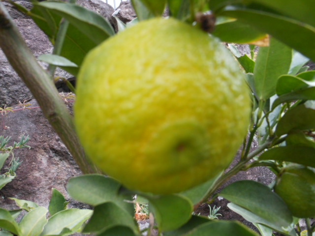柚子.JPG DSCN0080.JPG