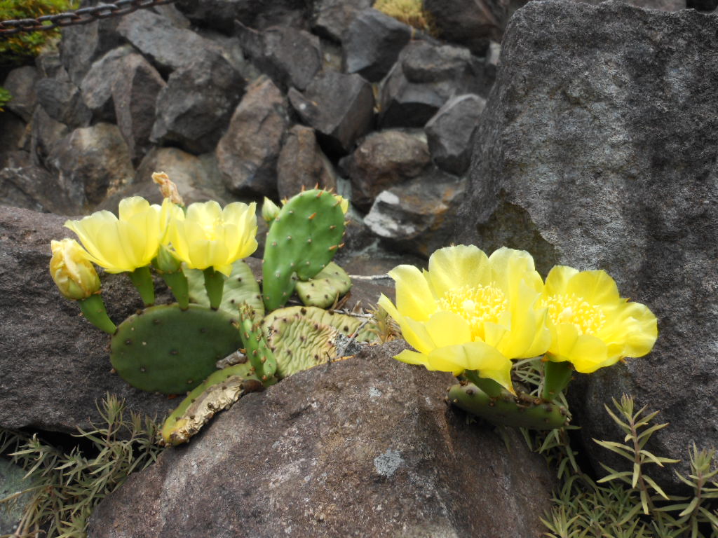 サボテンの花H24.6.7.JPG サボテンの花H24.6.7.JPG