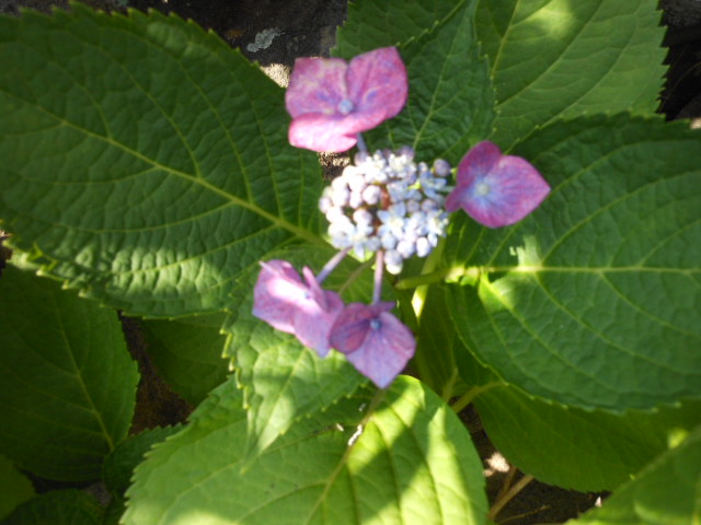 DSCN2211.JPG