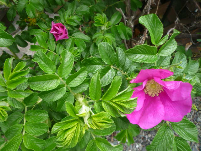 ϤޤʤH23.5.8.JPG