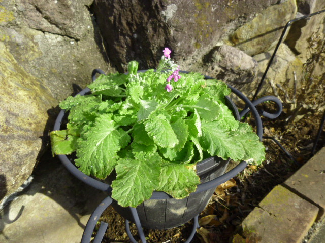 P1010944(1).JPG