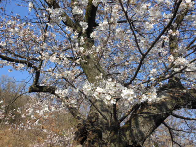 H27.3.28我が家の桜.JPG H27.3.28我が家の桜.JPG