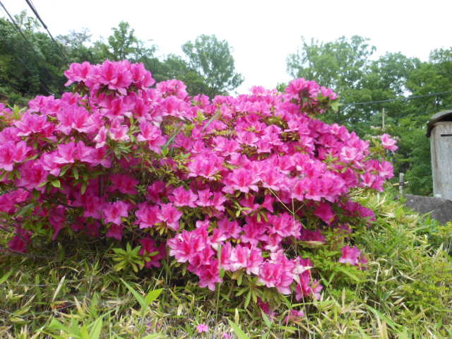 DSCN0297.JPG