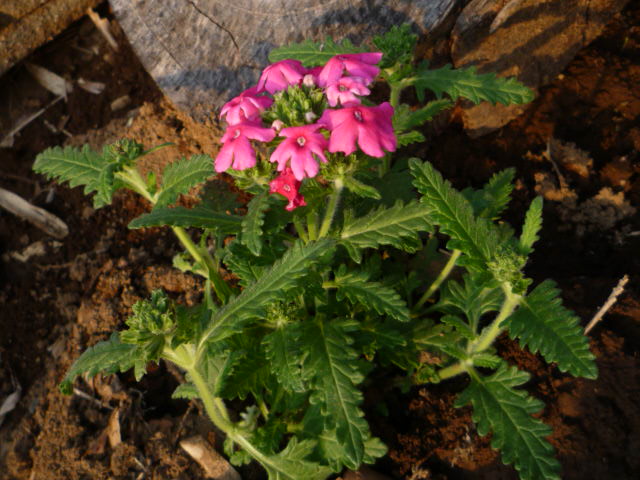 С٥H21.3.12.JPG