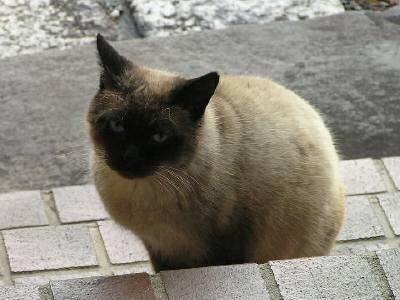 Ϥʤ󤬸ؤǼ䤷
