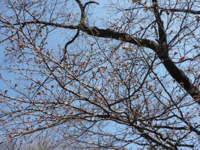 椬ȤκH21.3.20.JPG