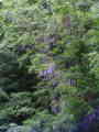 fujiH200502dai.jpg fujiH200502dai.jpg