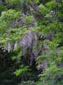 fujiH200502bubun.jpg fujiH200502bubun.jpg