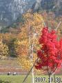 紅葉.jpg 紅葉.jpg